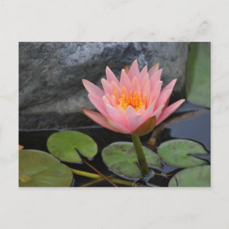 Carte postale Water Lily