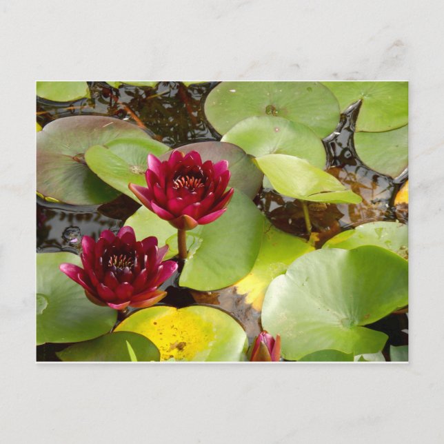 Carte postale Water Lily (Devant)