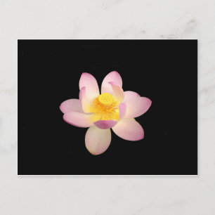Carte postale Water Lily