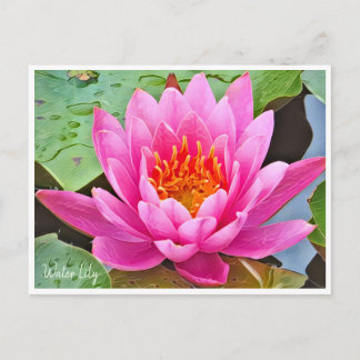 Carte Postale Water Lily ポストカード