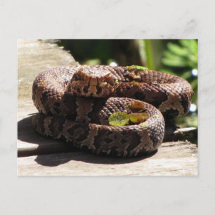 Carte postale Water Moccasin