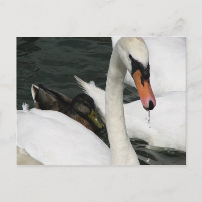 Carte postale Watermead Country Park (Devant)