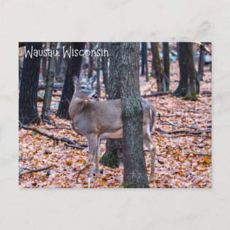 Carte Postale Wausau Wisconsin Deer