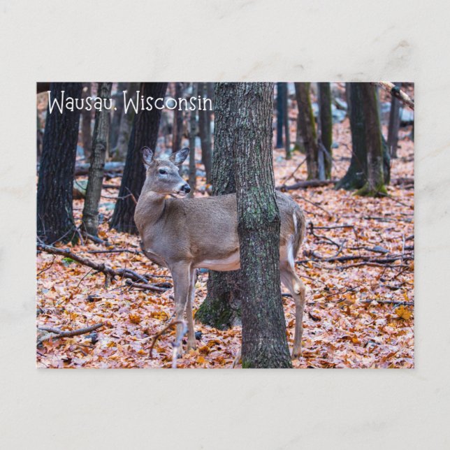 Carte Postale Wausau Wisconsin Deer (Devant)