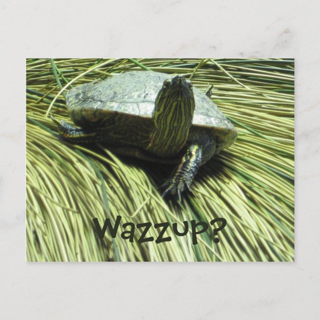Carte postale Wazzup (Devant)