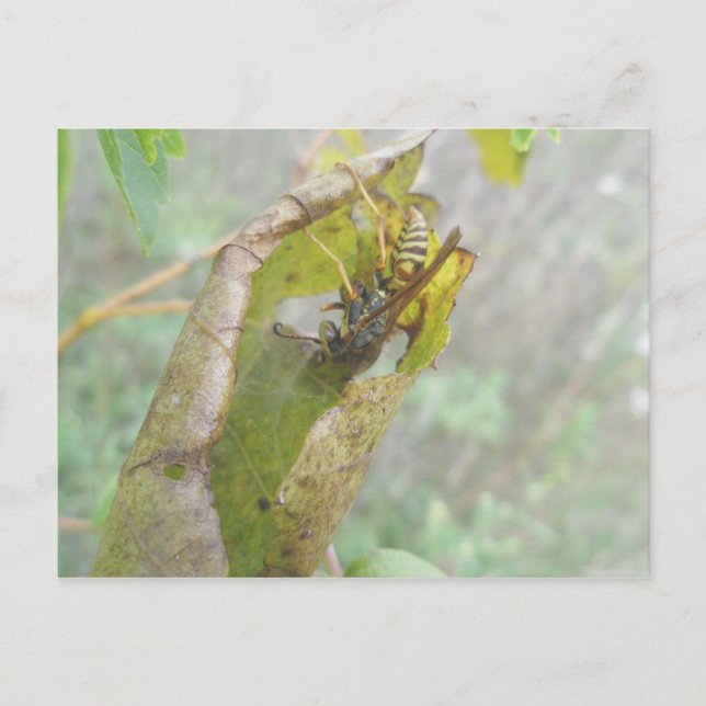 Carte postale Web de l'araignée (Devant)