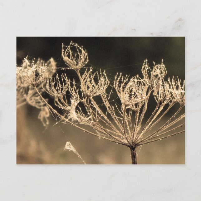 Carte Postale Web et l'eau à Sepia (Devant)