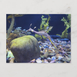 Carte Postale Weedy Seadragon n° 2