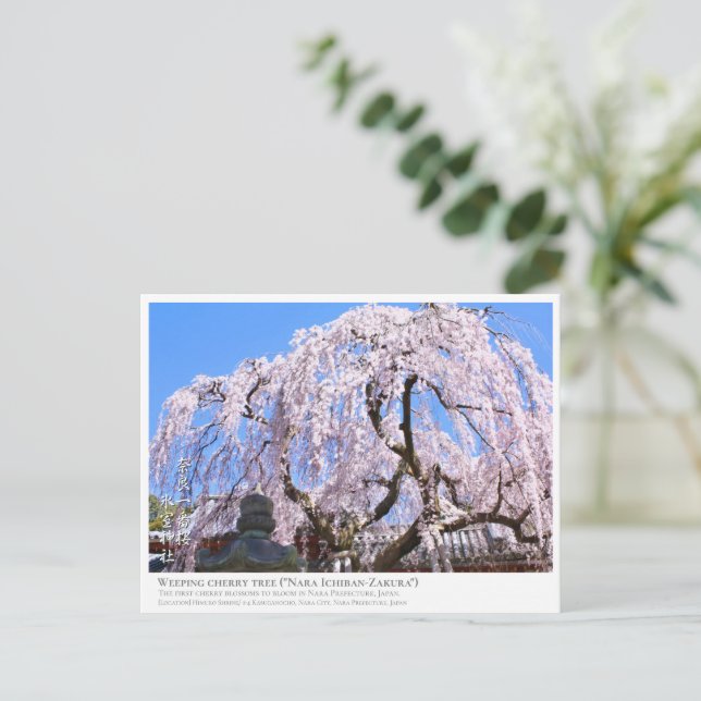 Carte Postale Weeping cherry tree ("Nara Ichiban-Zakura") ポストカード (Debout devant)