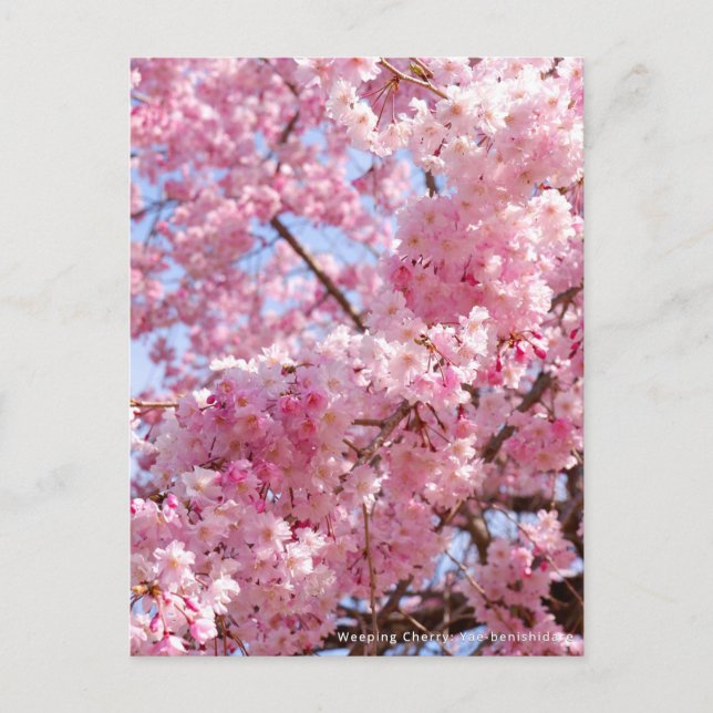 Carte Postale Weeping Cherry: Yae-benishidare (Devant)