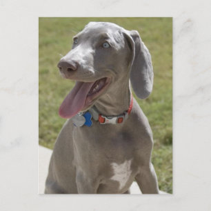 Carte Postale Weimaraner