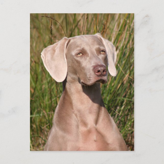Carte Postale weimaraner (Devant)