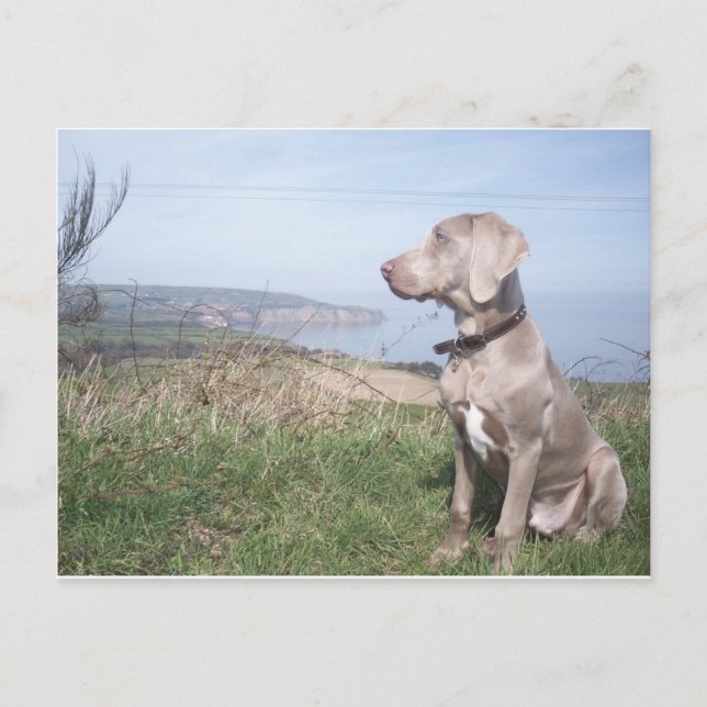 Carte Postale Weimaraner (Devant)