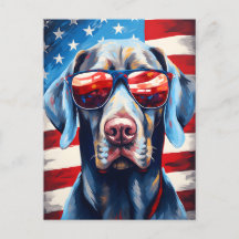 Weimaraner 4 juillet fête de l'indépendance