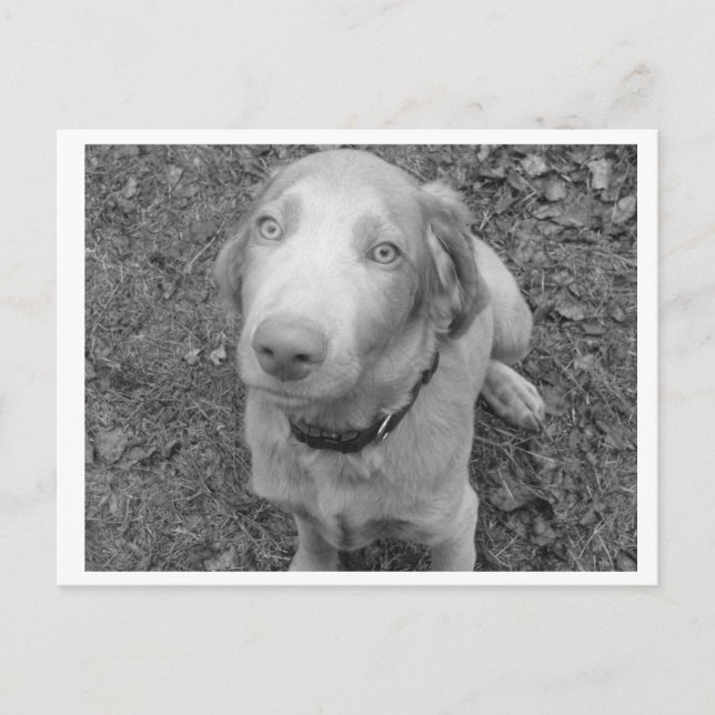 Carte Postale Weimaraner à cheveux longs (Devant)