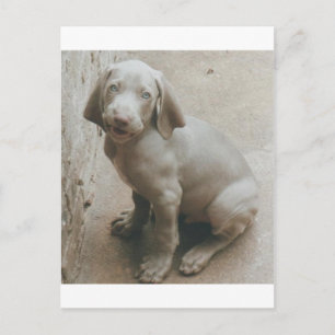Carte Postale weimaraner chiot mignon