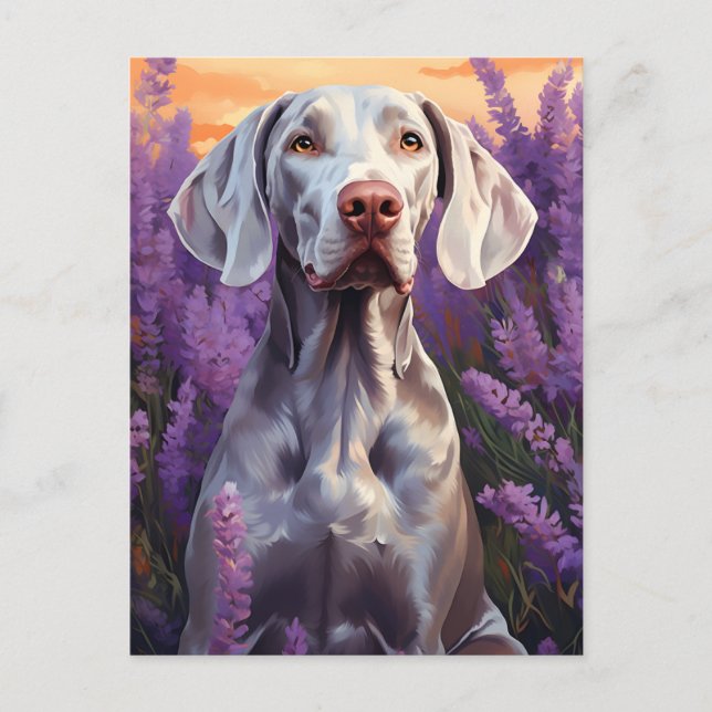 Carte Postale Weimaraner dans le champ Lavender (Devant)
