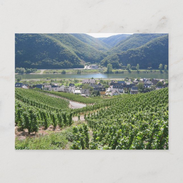 Carte Postale Weinberge (Devant)