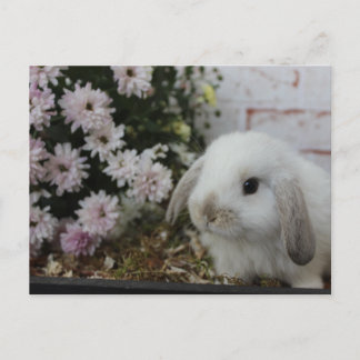 Carte Postale weißes Häschen, Kaninchen mit Blumen Osterhase
