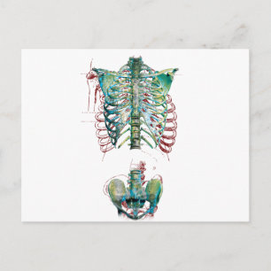 Carte Postale Wellcoda Human Body Rib Cage Skeleton Fun