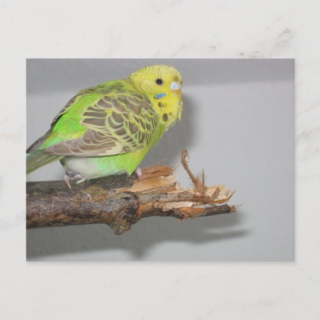 Carte Postale Wellensittich (Devant)