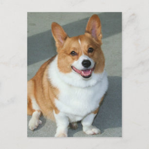 Carte Postale Welsh Corgi