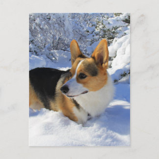 Carte Postale Welsh Corgi Jour des neiges