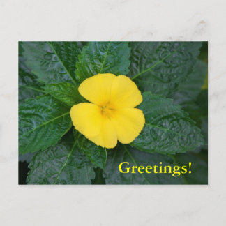 Carte postale - West Indian Holly