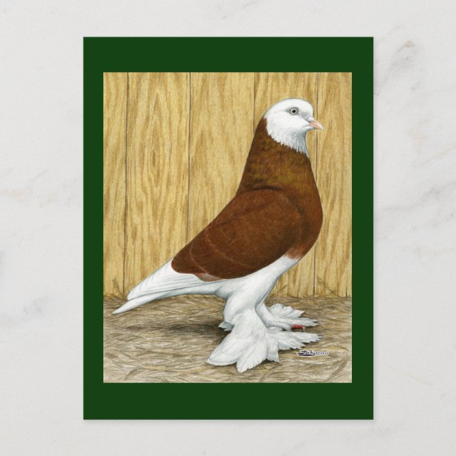 Carte Postale West of England Tumbler Red Baldhead (Devant)