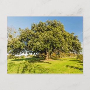 Carte postale Westbury Court Garden Tree