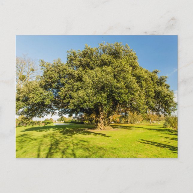 Carte postale Westbury Court Garden Tree (Devant)