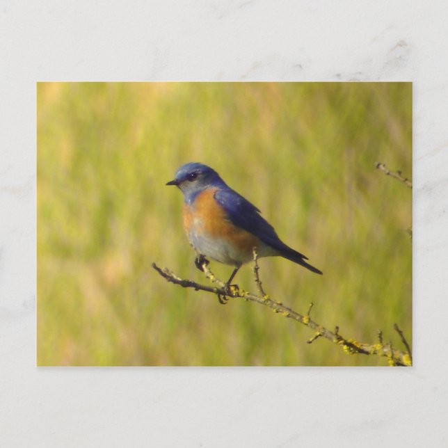 Carte postale Western Bluebird (Devant)