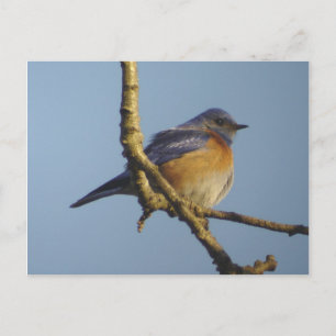 Carte postale Western Bluebird 1