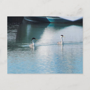 Carte postale - Western Grebe in Harbour (hrz)