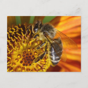 Carte Postale Western Honey Bee Macro