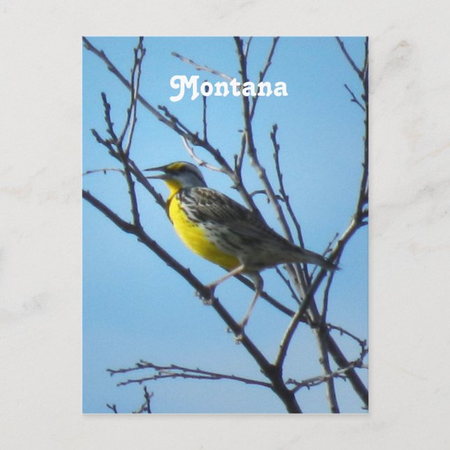 Carte Postale Western Meadowlark (Devant)