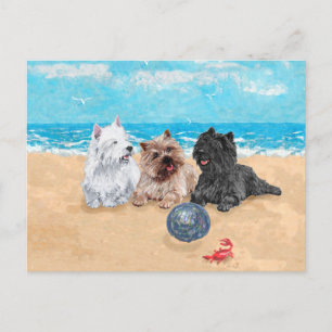 Carte Postale Westie avec des terriers Cairn à la plage