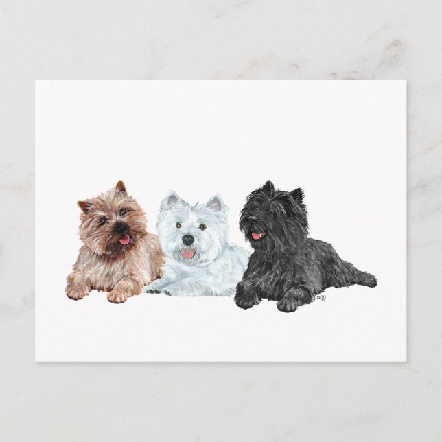 Carte Postale Westie et Cairn Terriers (Devant)