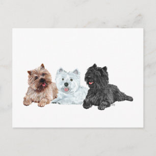 Carte Postale Westie et terriers Cairn