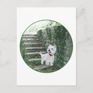 Carte Postale Westie sur les marches de lierre