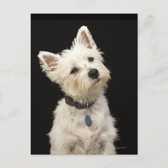 Carte Postale Westie (West Highland terrier) avec col (Devant)