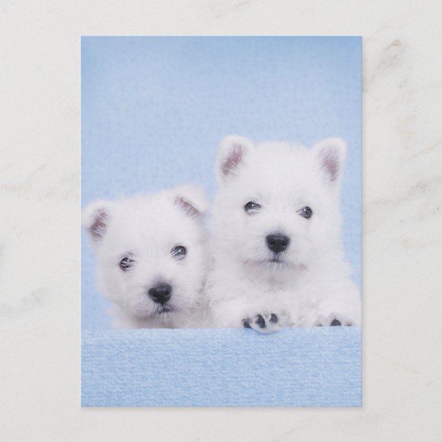 Carte Postale Westies bleus (Devant)