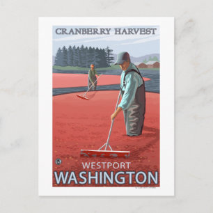 Carte Postale Westport, Washington Cranberry Bog Harvest