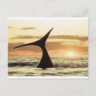 Carte Postale whale