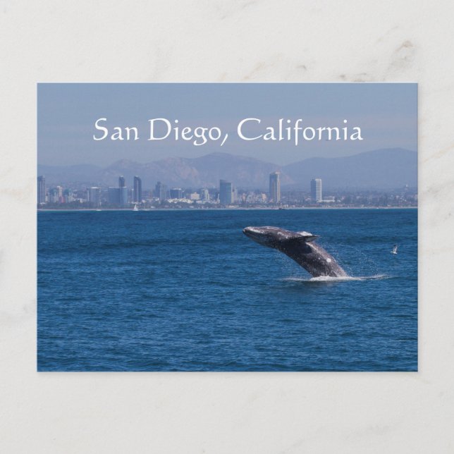 Carte Postale Whale et San Diego skyline (Devant)