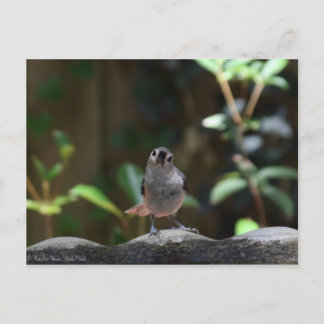 Carte Postale Whatcha Doin