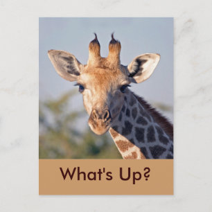 Carte Postale What's Up..Carte postale