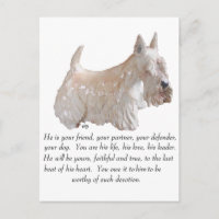 Wheaten Scottish Terrier - chien masculin