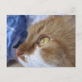 Carte Postale Where Are You Looking At ?