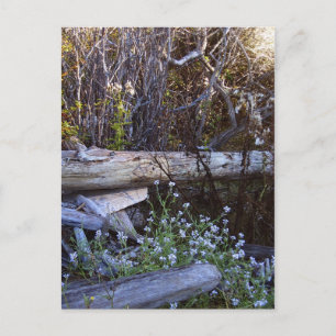 Carte Postale Whidbey Island 1